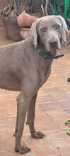 OTTO, Hund, Weimaraner in Spanien - Bild 2