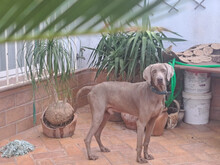 OTTO, Hund, Weimaraner in Spanien - Bild 3
