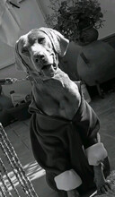 OTTO, Hund, Weimaraner in Spanien - Bild 4
