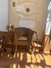 OTTO, Hund, Weimaraner in Spanien - Bild 5