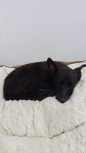 ASHA, Hund, Mischlingshund in Spanien - Bild 1