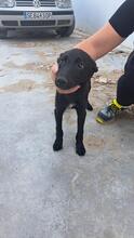 ASHA, Hund, Mischlingshund in Spanien - Bild 2