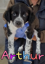 ARTHUR, Hund, Epagneul Breton-Border Collie-Mix in Spanien - Bild 1