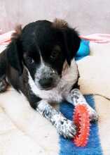 ARTHUR, Hund, Epagneul Breton-Border Collie-Mix in Spanien - Bild 2