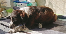 ARTHUR, Hund, Epagneul Breton-Border Collie-Mix in Spanien - Bild 3