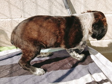 ARTHUR, Hund, Epagneul Breton-Border Collie-Mix in Spanien - Bild 4