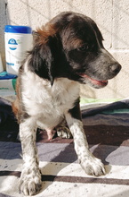 ARTHUR, Hund, Epagneul Breton-Border Collie-Mix in Spanien - Bild 5