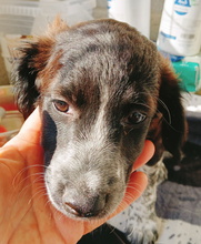 ARTHUR, Hund, Epagneul Breton-Border Collie-Mix in Spanien - Bild 6