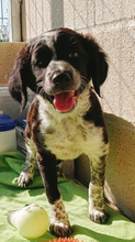 ABRIL, Hund, Epagneul Breton-Border Collie-Mix in Spanien - Bild 1