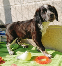 ABRIL, Hund, Epagneul Breton-Border Collie-Mix in Spanien - Bild 2