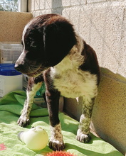ABRIL, Hund, Epagneul Breton-Border Collie-Mix in Spanien - Bild 3