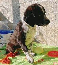 ABRIL, Hund, Epagneul Breton-Border Collie-Mix in Spanien - Bild 4