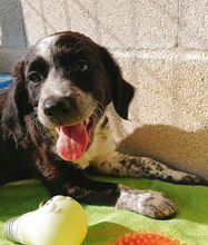 ABRIL, Hund, Epagneul Breton-Border Collie-Mix in Spanien - Bild 5