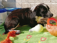 ABRIL, Hund, Epagneul Breton-Border Collie-Mix in Spanien - Bild 6