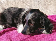 SELA, Hund, Epagneul Breton-Border Collie-Mix in Spanien - Bild 1