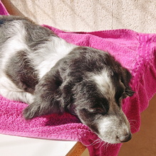 SELA, Hund, Epagneul Breton-Border Collie-Mix in Spanien - Bild 2