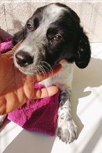 SELA, Hund, Epagneul Breton-Border Collie-Mix in Spanien - Bild 3