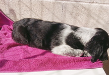 SELA, Hund, Epagneul Breton-Border Collie-Mix in Spanien - Bild 4