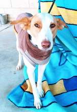 JARA, Hund, Podenco in Spanien - Bild 1