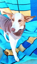 JARA, Hund, Podenco in Spanien - Bild 2