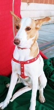 JARA, Hund, Podenco in Spanien - Bild 3