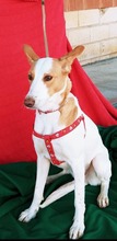 JARA, Hund, Podenco in Spanien - Bild 4