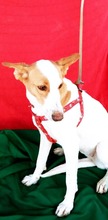 JARA, Hund, Podenco in Spanien - Bild 5