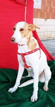 JARA, Hund, Podenco in Spanien - Bild 6