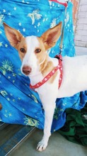 JARA, Hund, Podenco in Spanien - Bild 7