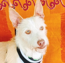 PELUSA, Hund, Podenco in Spanien - Bild 1
