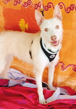 PELUSA, Hund, Podenco in Spanien - Bild 2