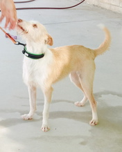 PELUSA, Hund, Podenco in Spanien - Bild 3