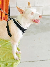 PELUSA, Hund, Podenco in Spanien - Bild 4