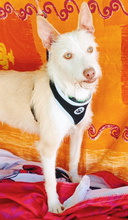 PELUSA, Hund, Podenco in Spanien - Bild 5