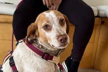 EMILY, Hund, Braque du Bourbonnais-Mix in Italien - Bild 1