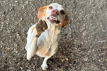 EMILY, Hund, Braque du Bourbonnais-Mix in Italien - Bild 10