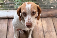 EMILY, Hund, Braque du Bourbonnais-Mix in Italien - Bild 2