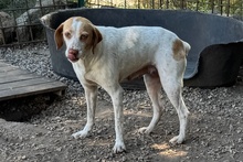 EMILY, Hund, Braque du Bourbonnais-Mix in Italien - Bild 3