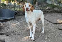 EMILY, Hund, Braque du Bourbonnais-Mix in Italien - Bild 4