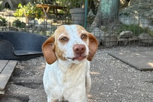 EMILY, Hund, Braque du Bourbonnais-Mix in Italien - Bild 5