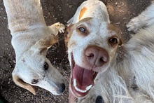 EMILY, Hund, Braque du Bourbonnais-Mix in Italien - Bild 6