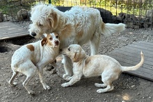 EMILY, Hund, Braque du Bourbonnais-Mix in Italien - Bild 7