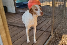 EMILY, Hund, Braque du Bourbonnais-Mix in Italien - Bild 8