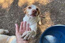 EMILY, Hund, Braque du Bourbonnais-Mix in Italien - Bild 9