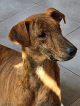 MOWLI, Hund, Galgo Español-Mix in Spanien - Bild 1