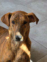 MOWLI, Hund, Galgo Español-Mix in Spanien - Bild 2