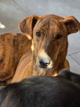 MOWLI, Hund, Galgo Español-Mix in Spanien - Bild 3