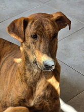 MOWLI, Hund, Galgo Español-Mix in Spanien - Bild 4