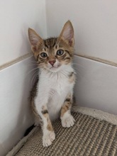 POIROT, Katze, Europäisch Kurzhaar in Zypern - Bild 1