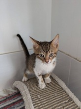 POIROT, Katze, Europäisch Kurzhaar in Zypern - Bild 2